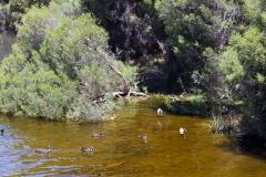 Lake Joondalup Dec 2016 P2010160