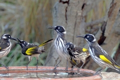 Repost Backyard Birds P1080595 small