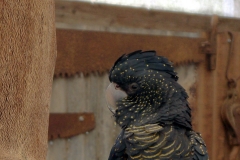 Repost Caversham Black Cockatoo P1030819 small