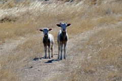 Repost Lambs P1040756crop small