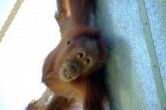 Repost zoo orangatang P1130907 small